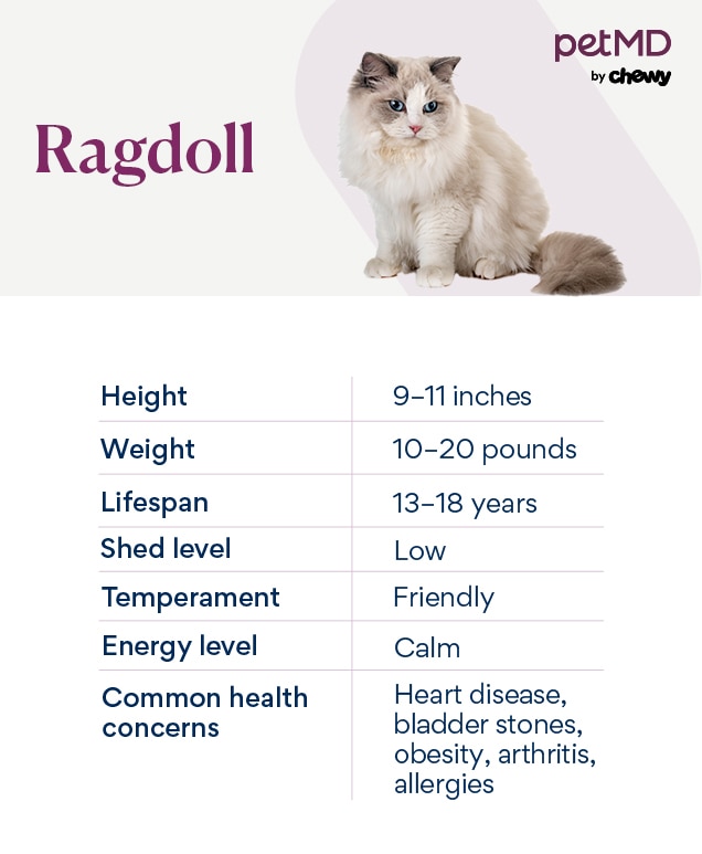Blue Colourpoint Ragdoll Cat: Characteristics, Personality & Care Guide