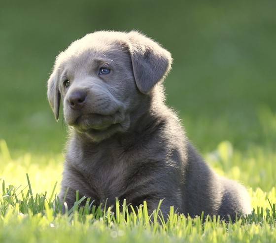 Everything You Need to Know About Silver Labrador Retriever Puppies – Pricing, Rarity & Care