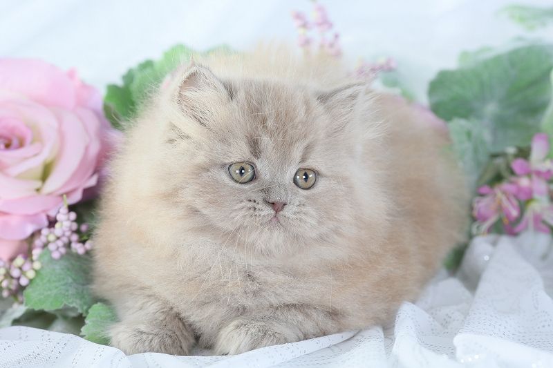 lilac persian cat