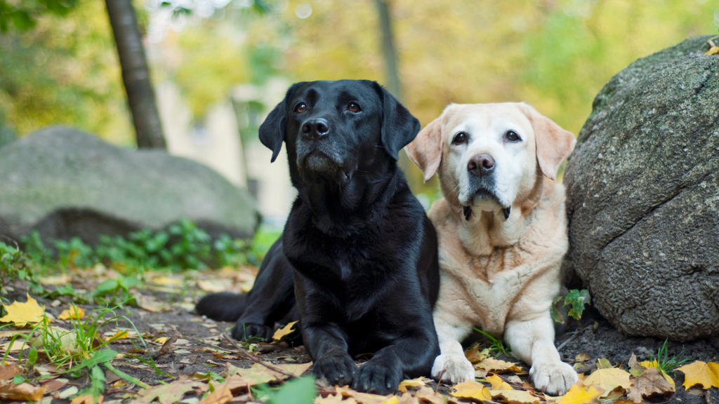 Discover the Unique Long Haired Labrador Retriever: Traits, Grooming, and Care Tips