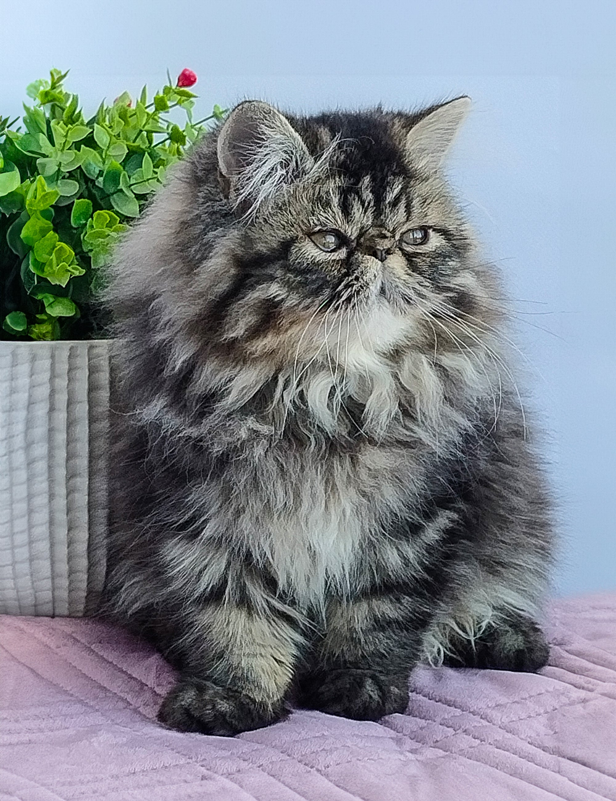 Persian Cat for Sale Near Me – Discover Purebred Persian Kittens