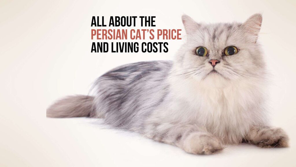 Persian Cat Price Guide: What You Can Expect to Pay in 2024