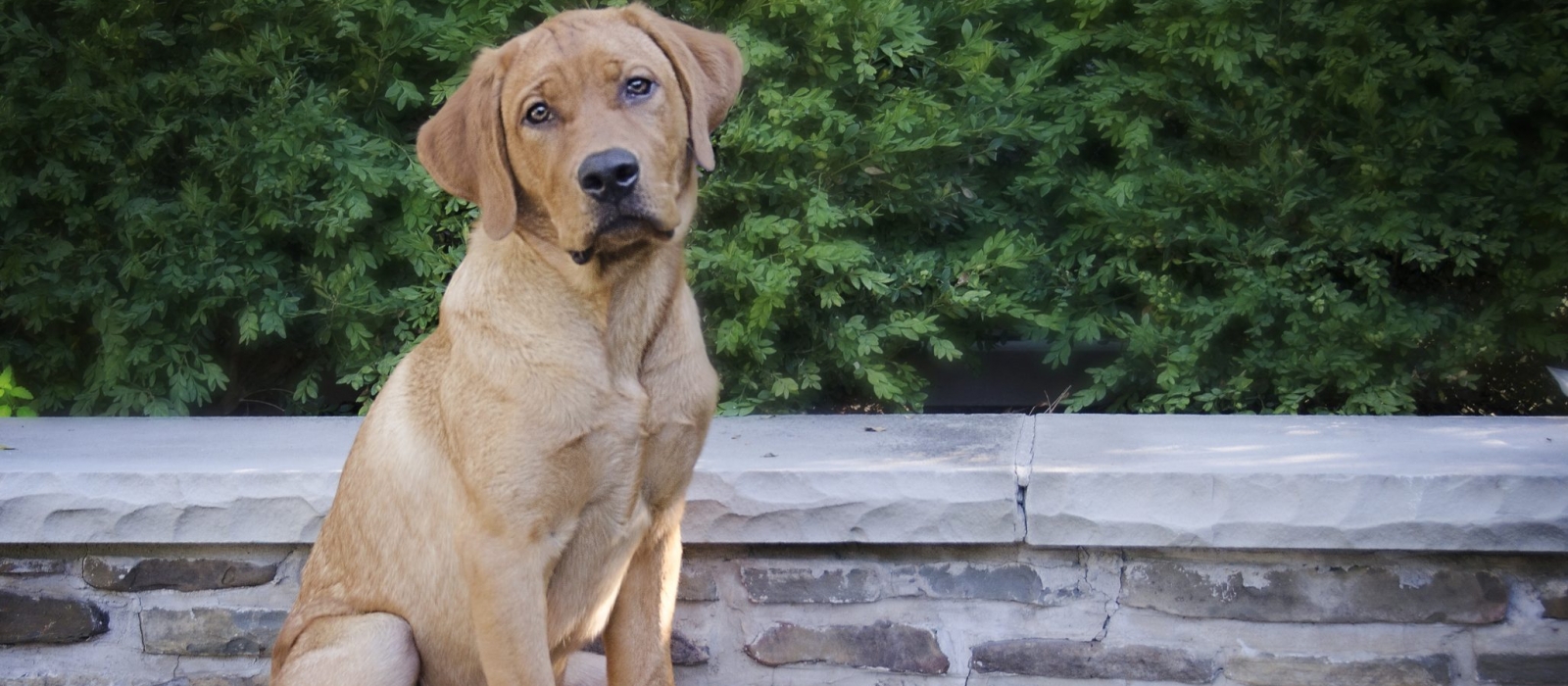 Fox Red Labrador Retriever Puppies for Sale: Find Your Perfect Pup