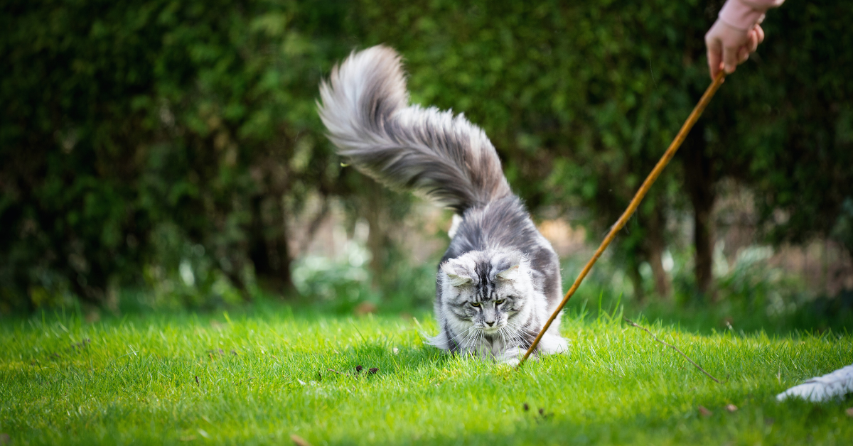 Caring for Your Maine Coon: Tips from a Washington State Cattery