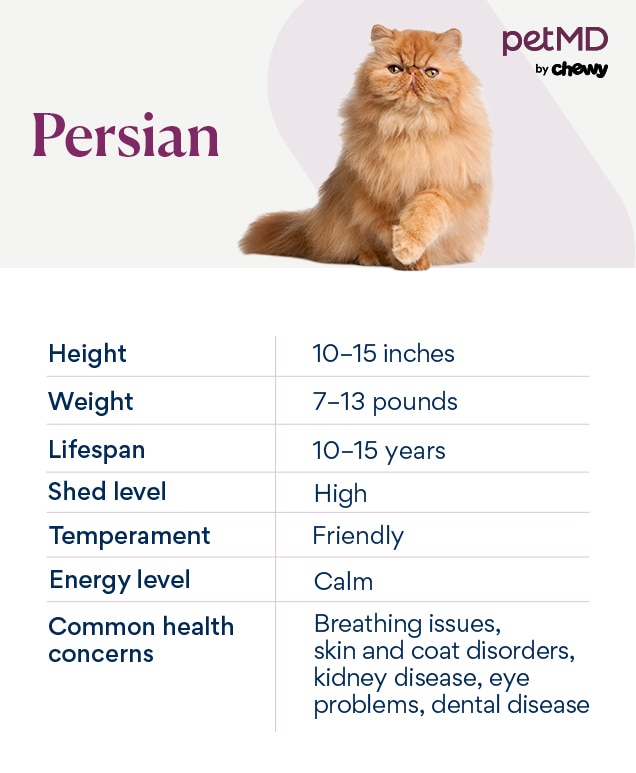 Teacup Persian Cats: A Guide to Their Personality, Care, and Lifespan
