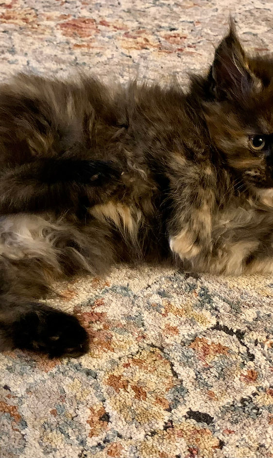 Maine Coon Cattery Oregon: Quality Breeding and Healthy Kittens for Sale