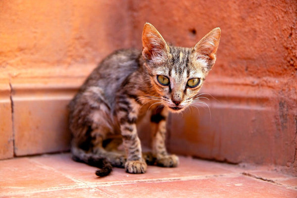 Worried Your Cats Too Skinny? Homemade Cat Food to Gain Weight