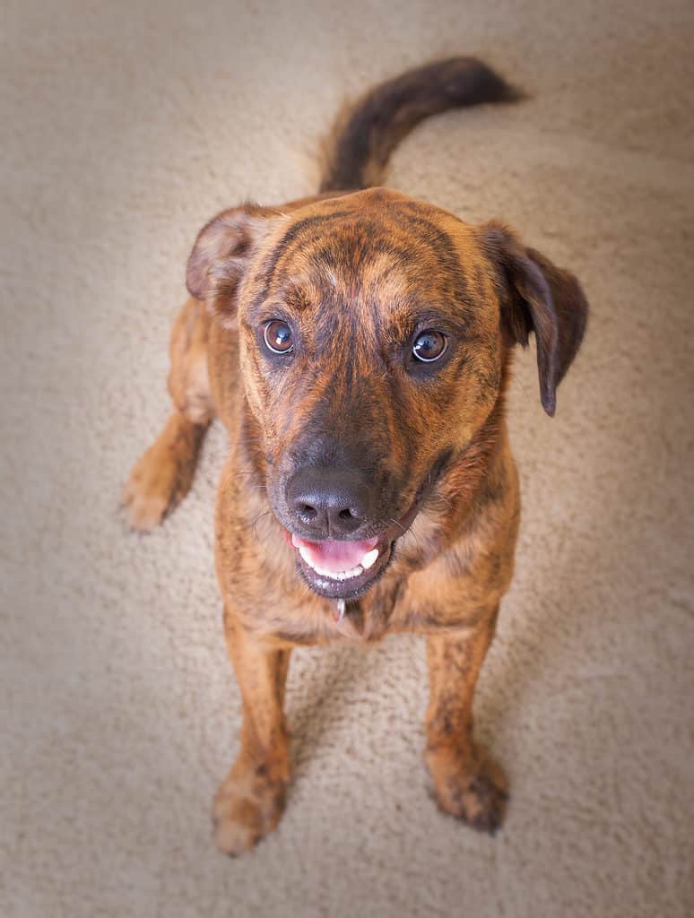 Everything You Need to Know About the Labrador Retriever Plott Hound Mix