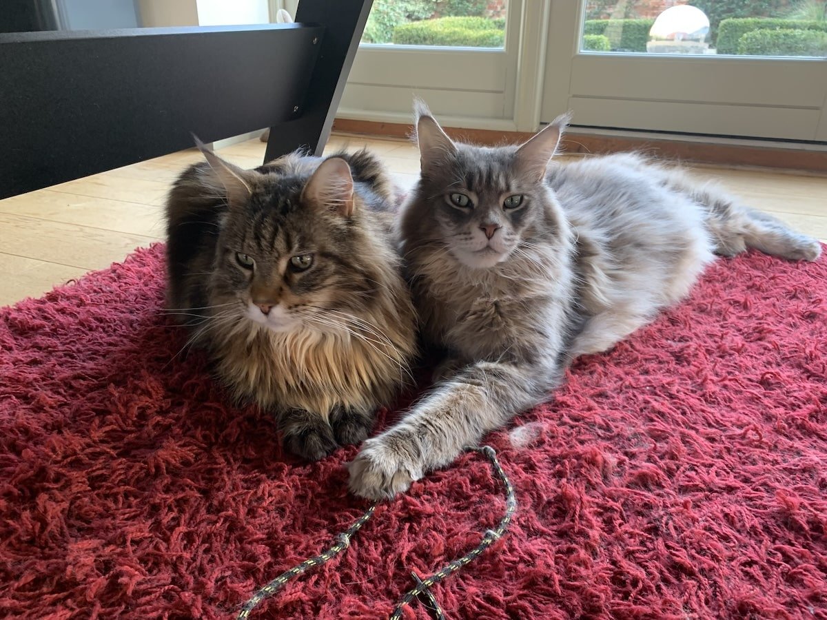 Female Maine Coon Cat: Size, Personality, and Key Differences Explained