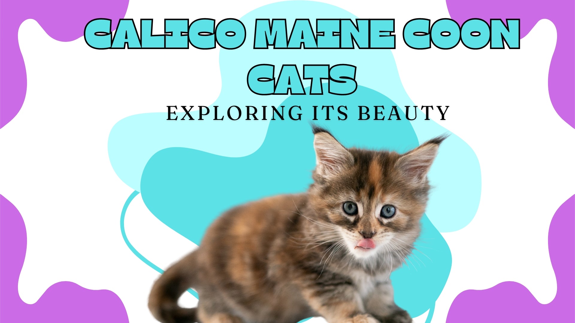 Everything You Should Know About Calico Maine Coon Cats: Personality, Care, and Health