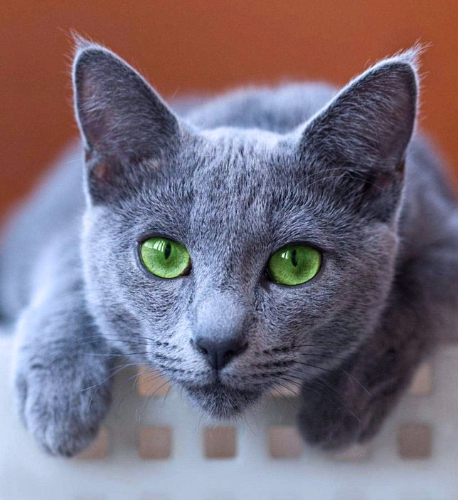 Top Russian Blue Cattery: Quality Purebred Kittens Available