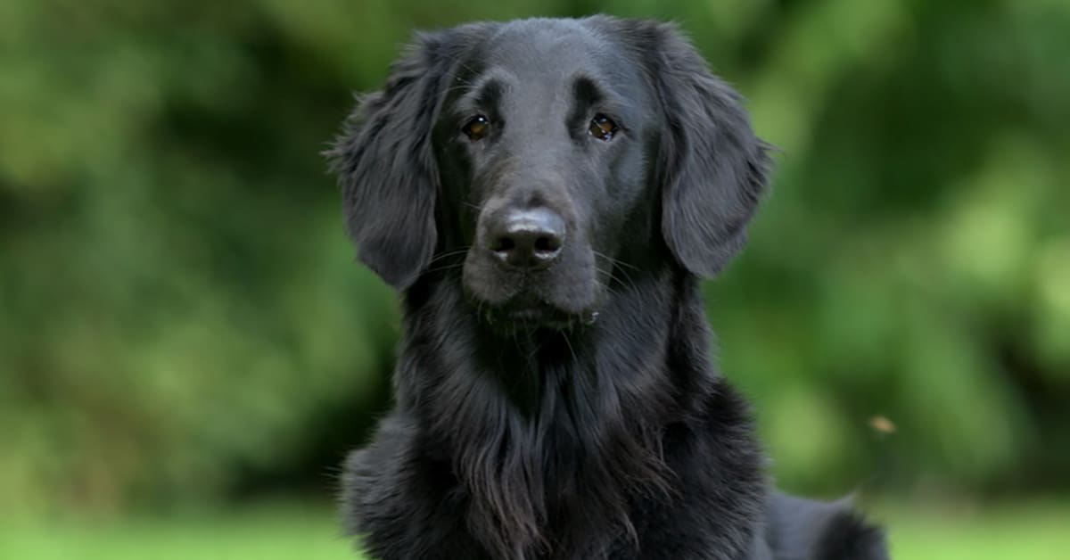 Is the Black Golden Retriever Real? Exploring the Truth Behind the Black Coat