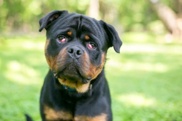 rottweiler eye problems