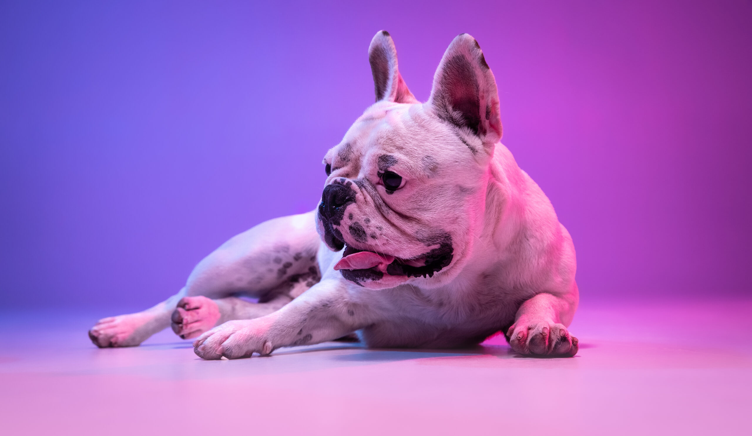 How to Treat French Bulldog Diarrhea: Causes and Solutions