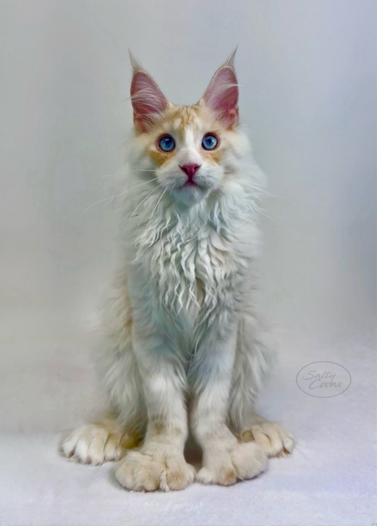 Top Maine Coon Cattery: Healthy & Social Maine Coon Kittens for Sale