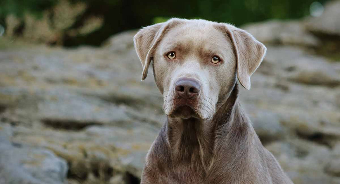 Everything You Need to Know About Silver Labrador Retriever Puppies – Pricing, Rarity & Care