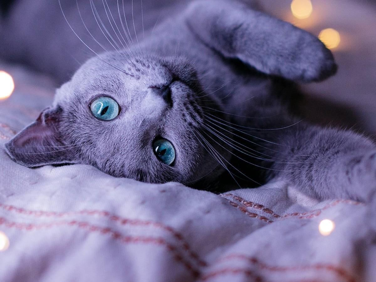 Your Guide to Russian Blue Cat Breeders in Michigan State