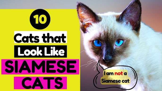 Beautiful Cats That Resemble Siamese: 10 Breeds You Need to Know