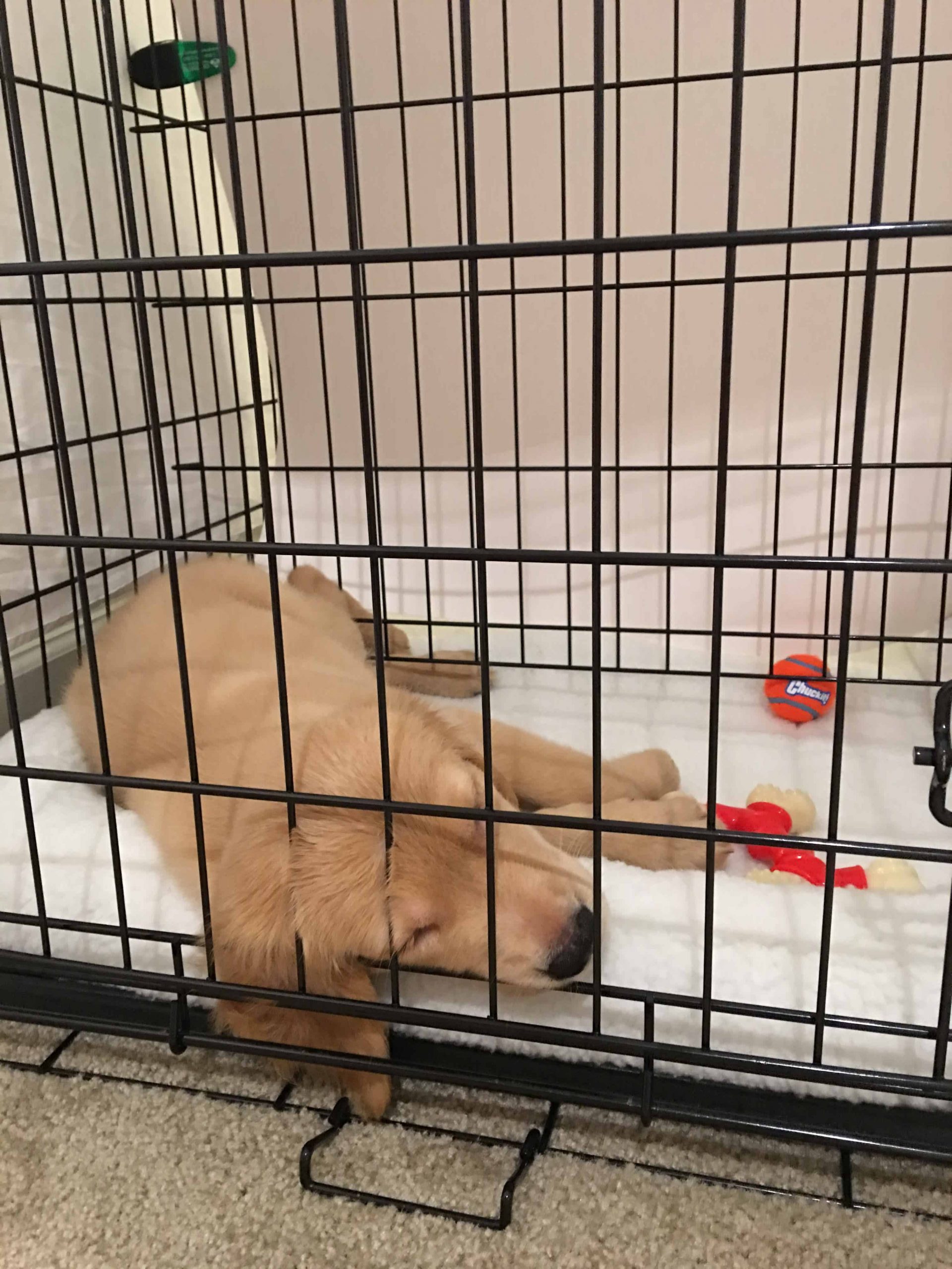 The Best Dog Crate Size for Your Golden Retriever: A Complete Guide