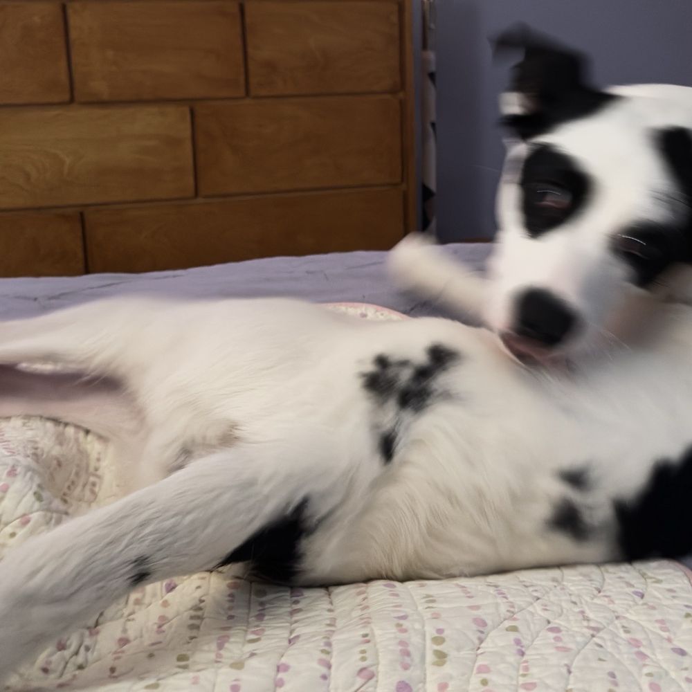 Find All Pets Vet Care Location in Lorain, Ohio for Trusted Pet Services
