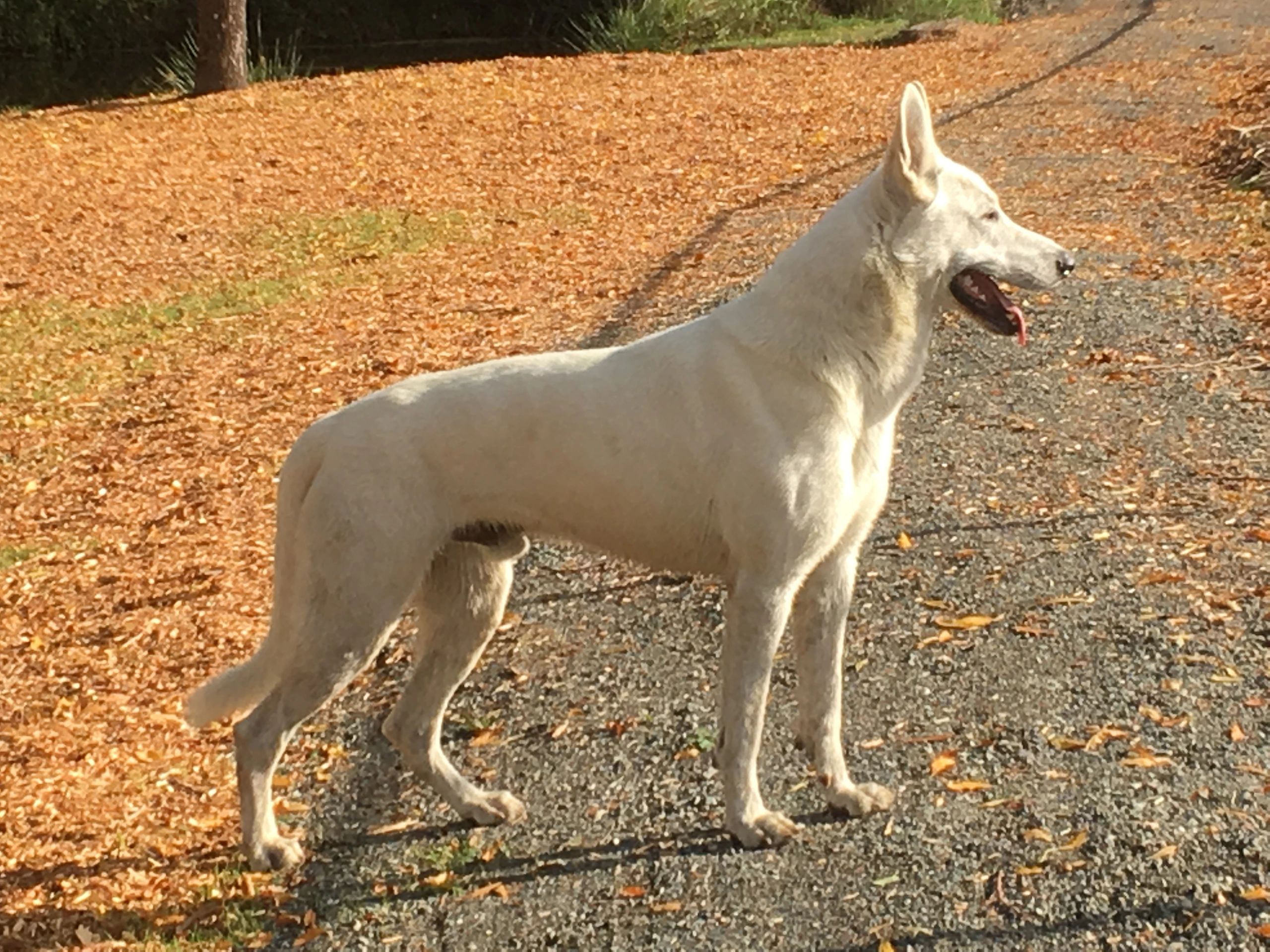 White German Shepherd Puppies for Sale Near Long Beach, Washington – Find Your Perfect Companion