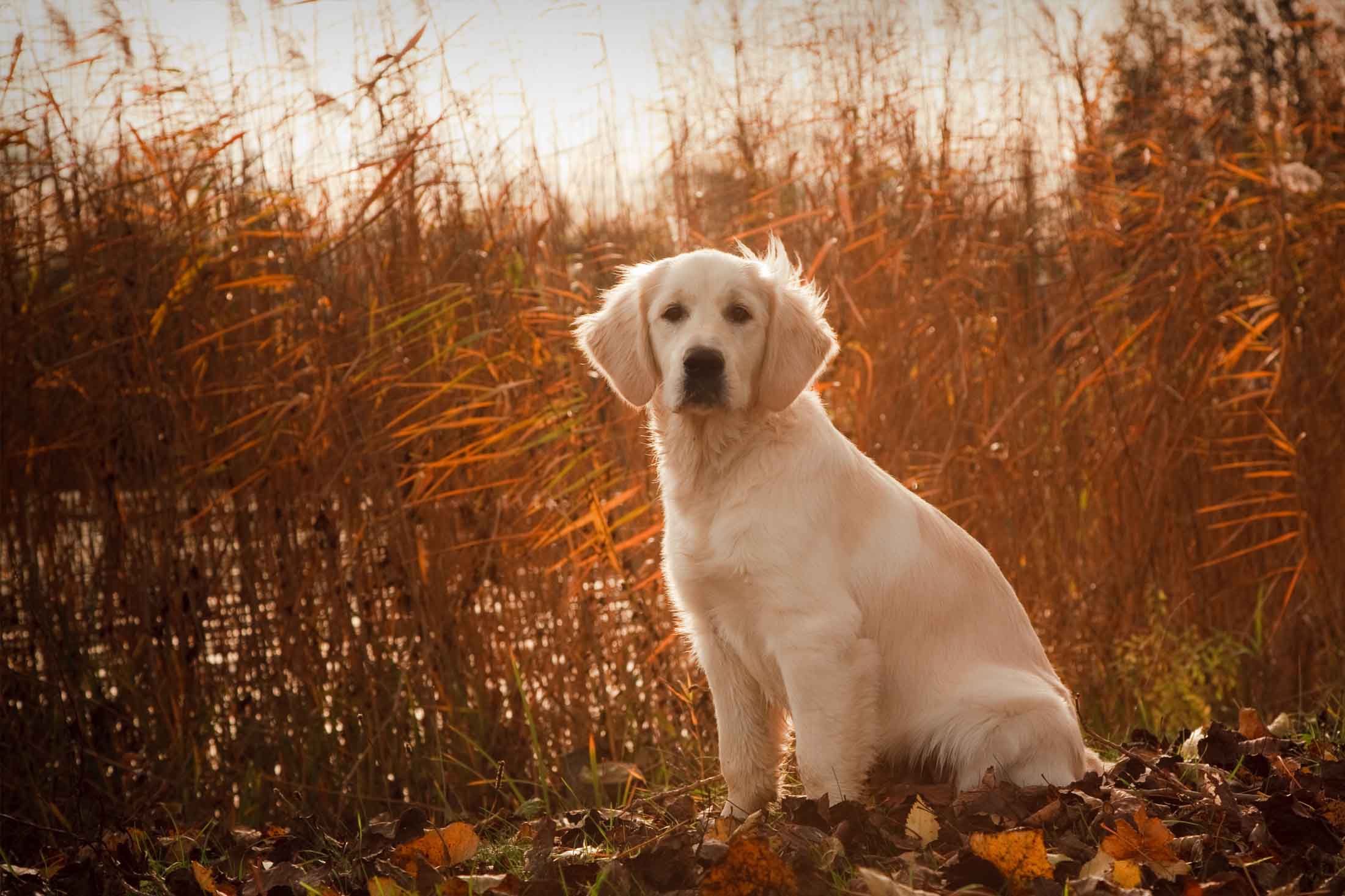 Golden Retriever: The Ultimate Hunting Dog Companion