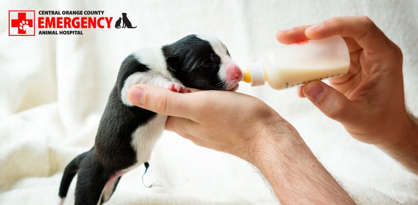 Pet Feeding Syringe Guide: How to Safely Feed Your Pet with a Syringe