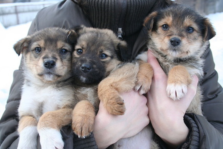 Caring for a Newborn German Shepherd Puppy: What You Need to Know