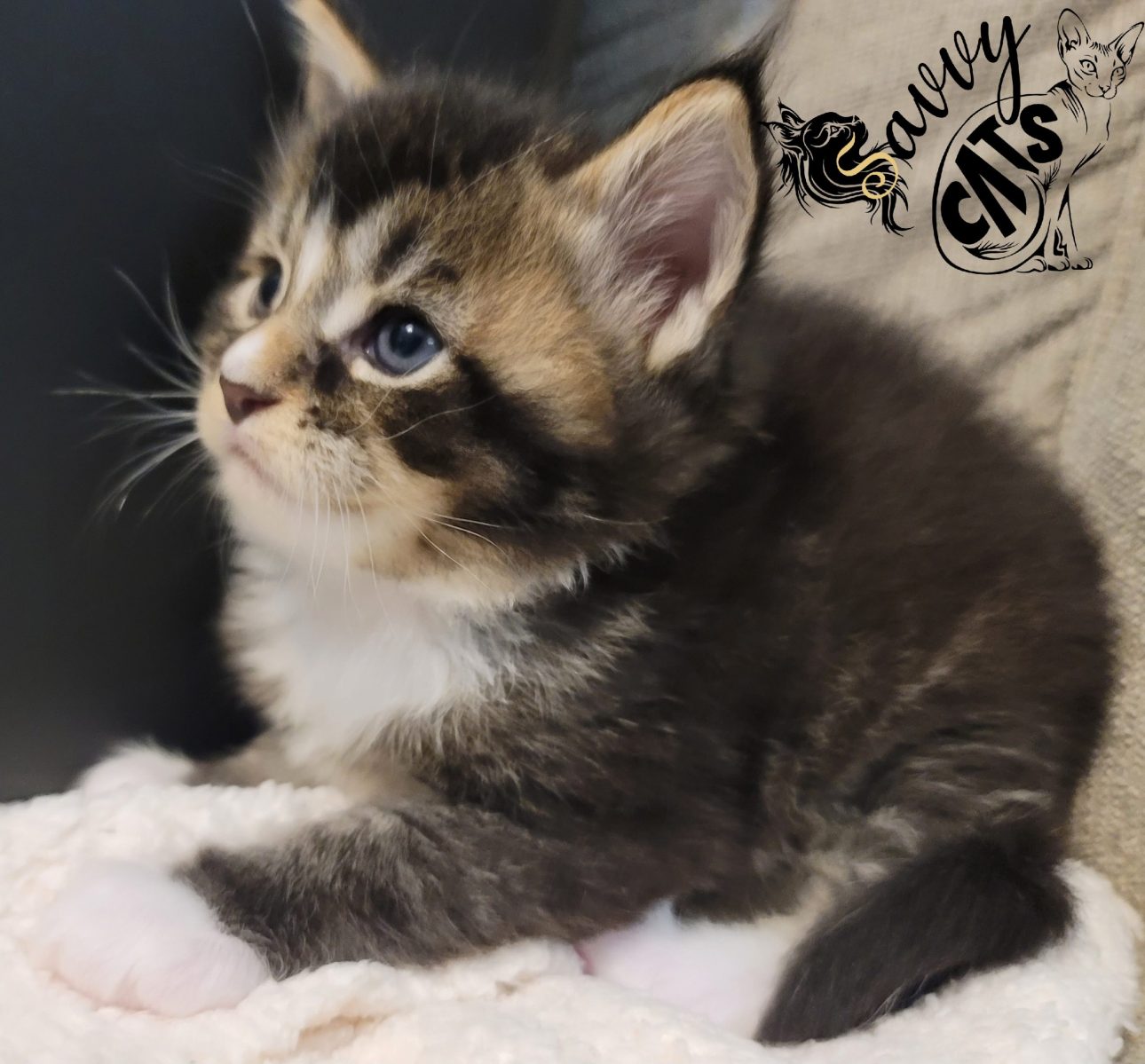 Top Maine Coon Cattery in Georgia: Find Healthy, Friendly Kittens