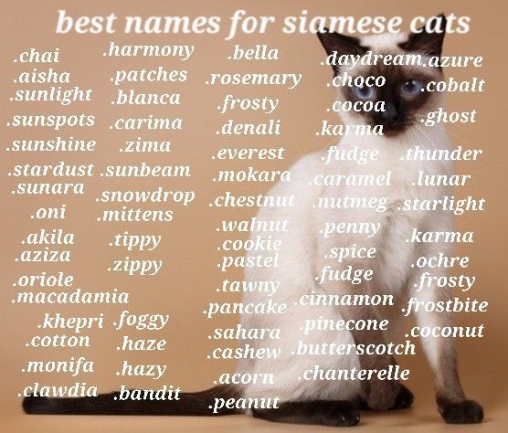Unique Names for Siamese Cats with Blue Eyes: Cool and Special