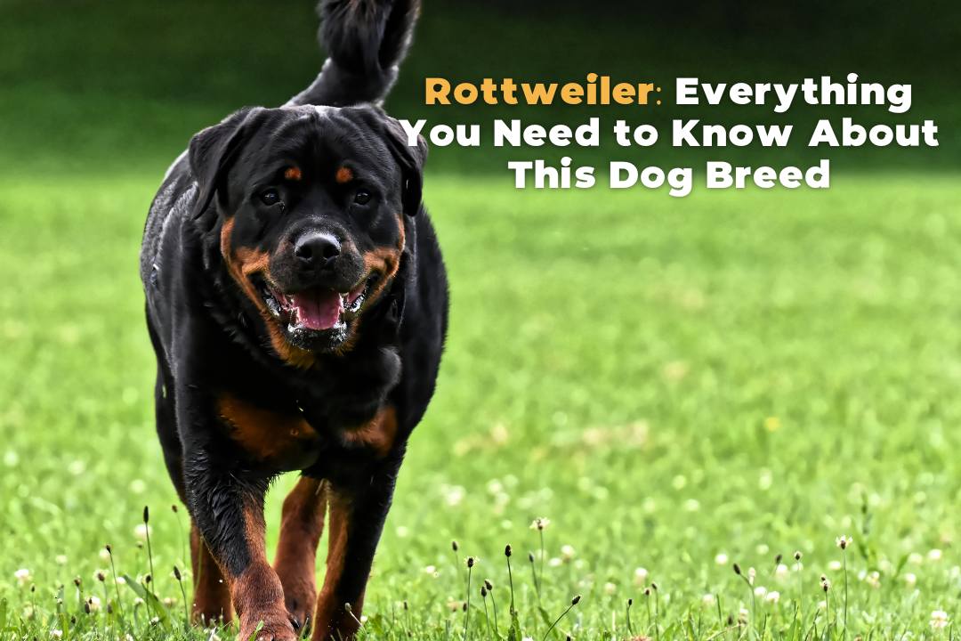 Essential Guide to Breeding Rottweilers: Tips & Best Practices
