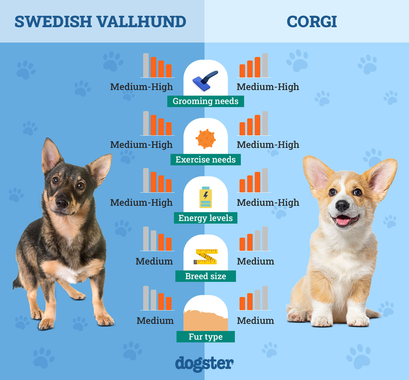 Swedish Vallhund vs Corgi: Comparing Temperament, History, and Traits