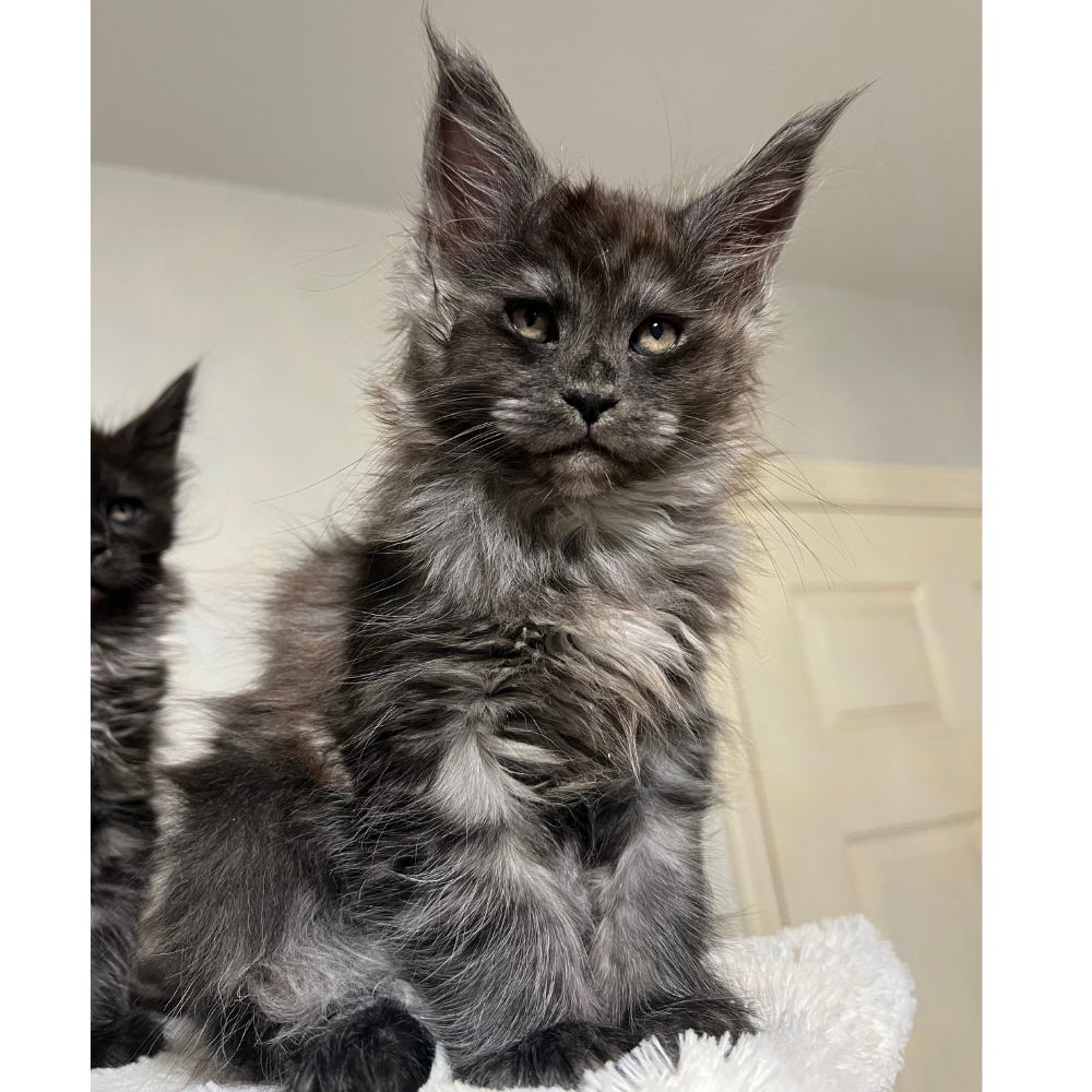 Top Maine Coon Cattery in Georgia: Find Healthy, Friendly Kittens