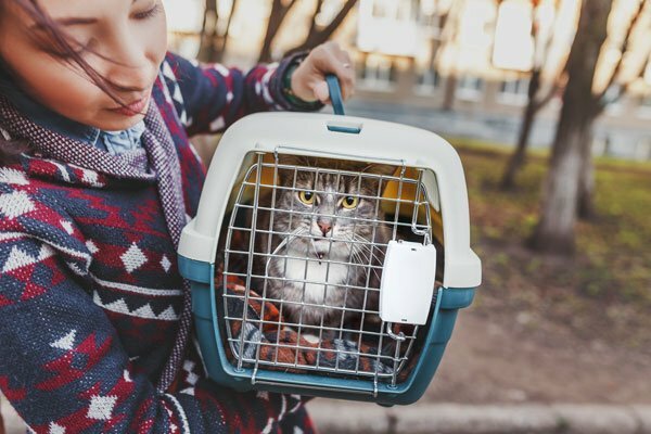 Average Cattery Boarding Prices: How Much Does It Cost to Board Your Cat?