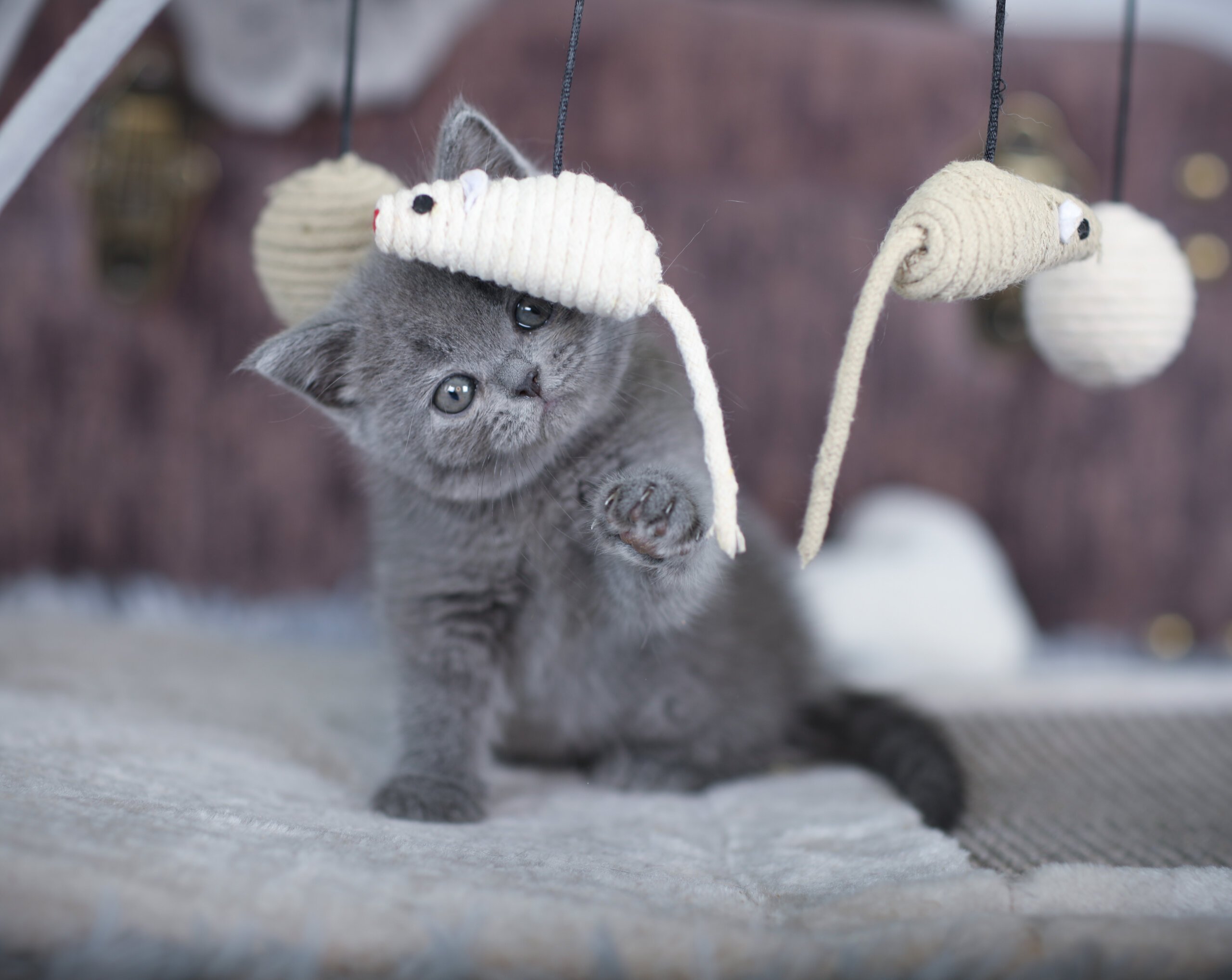 Trusted British Shorthair Cattery: Premium Kittens with Pedigree for Sale