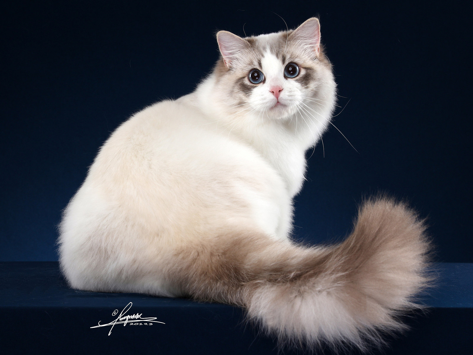 The Stunning Bicolor Ragdoll Cat: Appearance, Traits, and Care