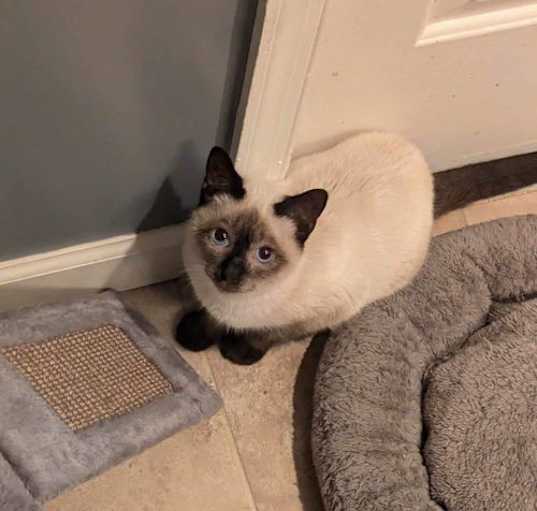 Rescue a Siamese Cat in Virginia: Available for Adoption Now