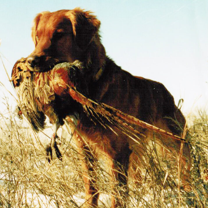 Golden Retriever: The Ultimate Hunting Dog Companion