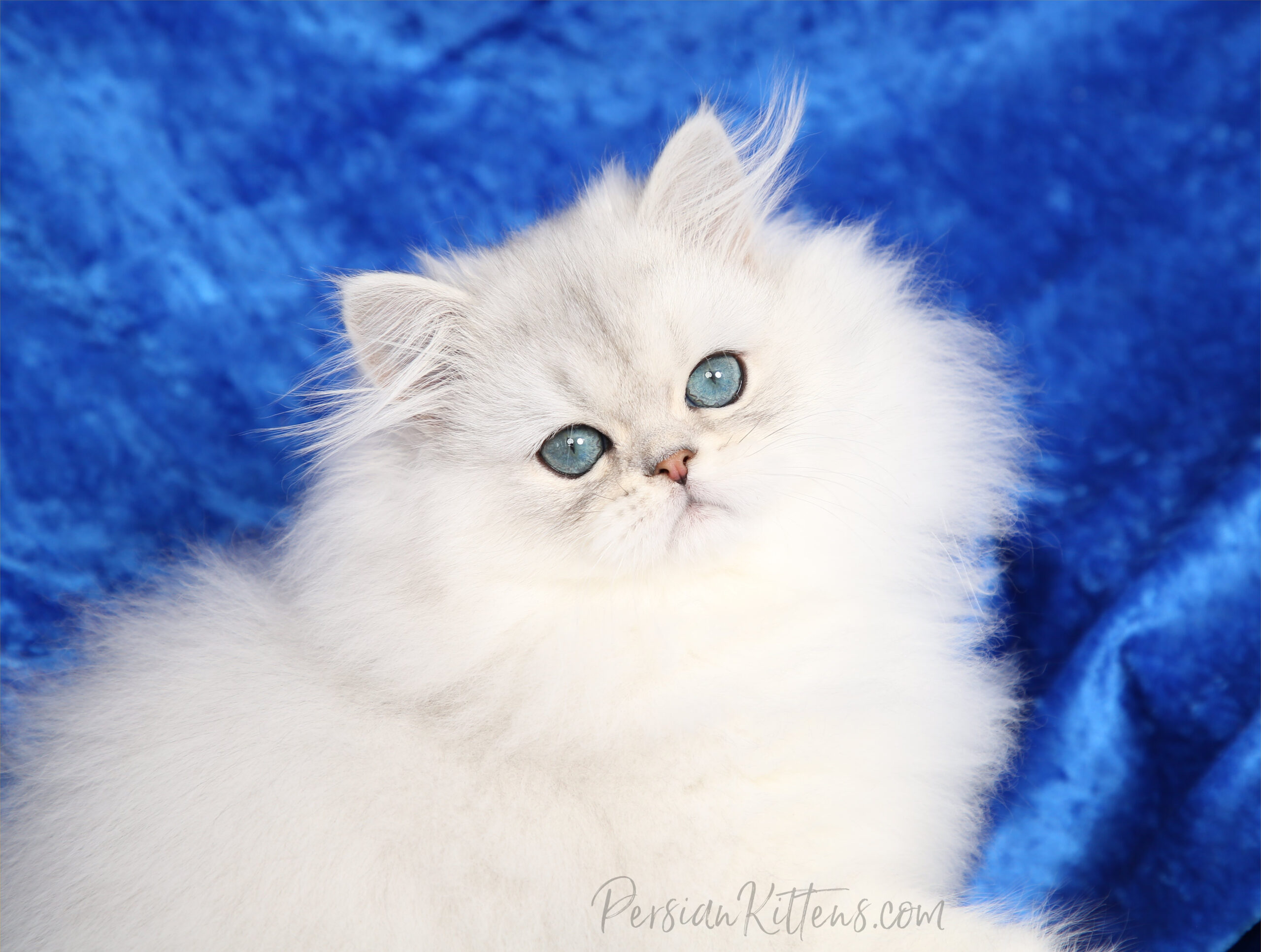 Stunning Persian Cats for Sale: Find Your Perfect Companion