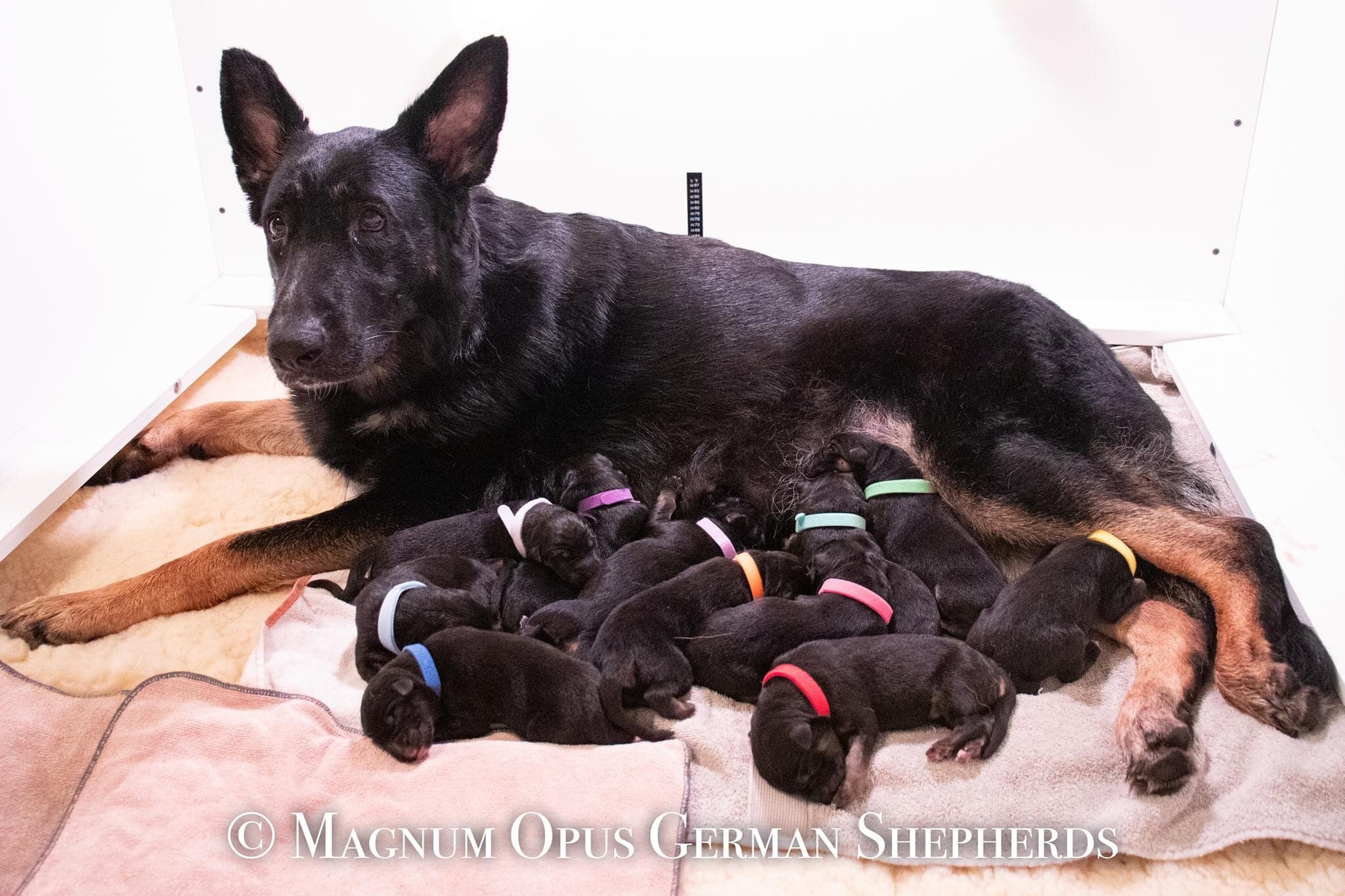 Caring for a Newborn German Shepherd Puppy: What You Need to Know