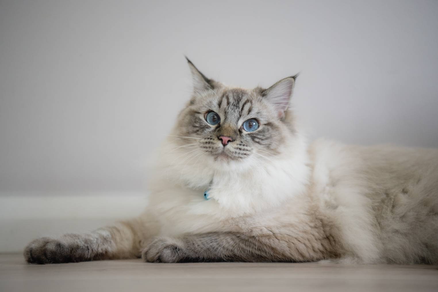 Discover the Lilac Ragdoll Cat: Unique Appearance and Traits