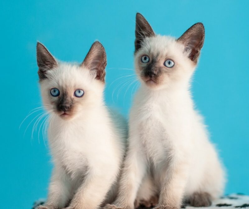 Where to Find Siamese Cats Near Me for Sale – Top Listings and Breeders
