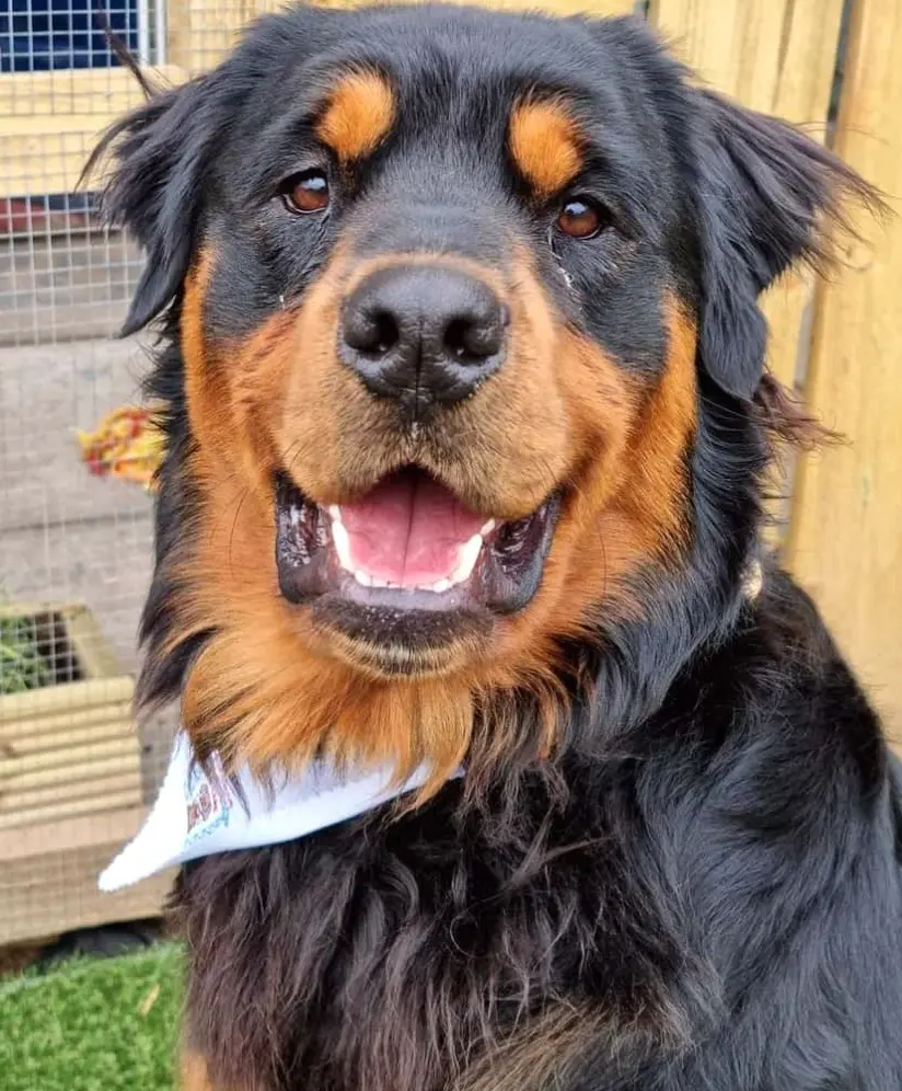 Long Haired Rottweiler: Everything You Need to Know