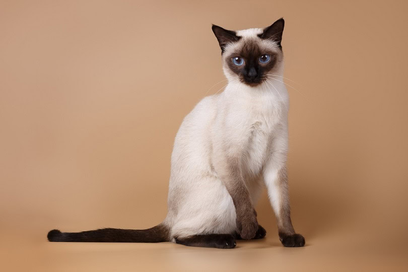 Siamese Cats Mix Explained: A Guide to This Affectionate and Playful Breed