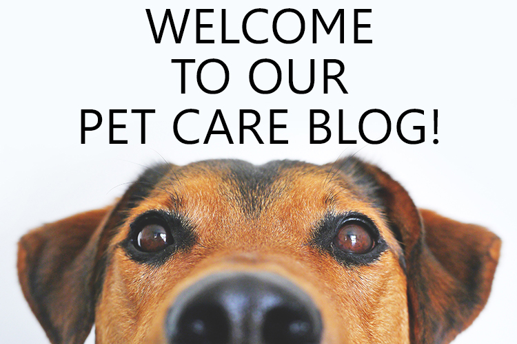 start a pet care blog