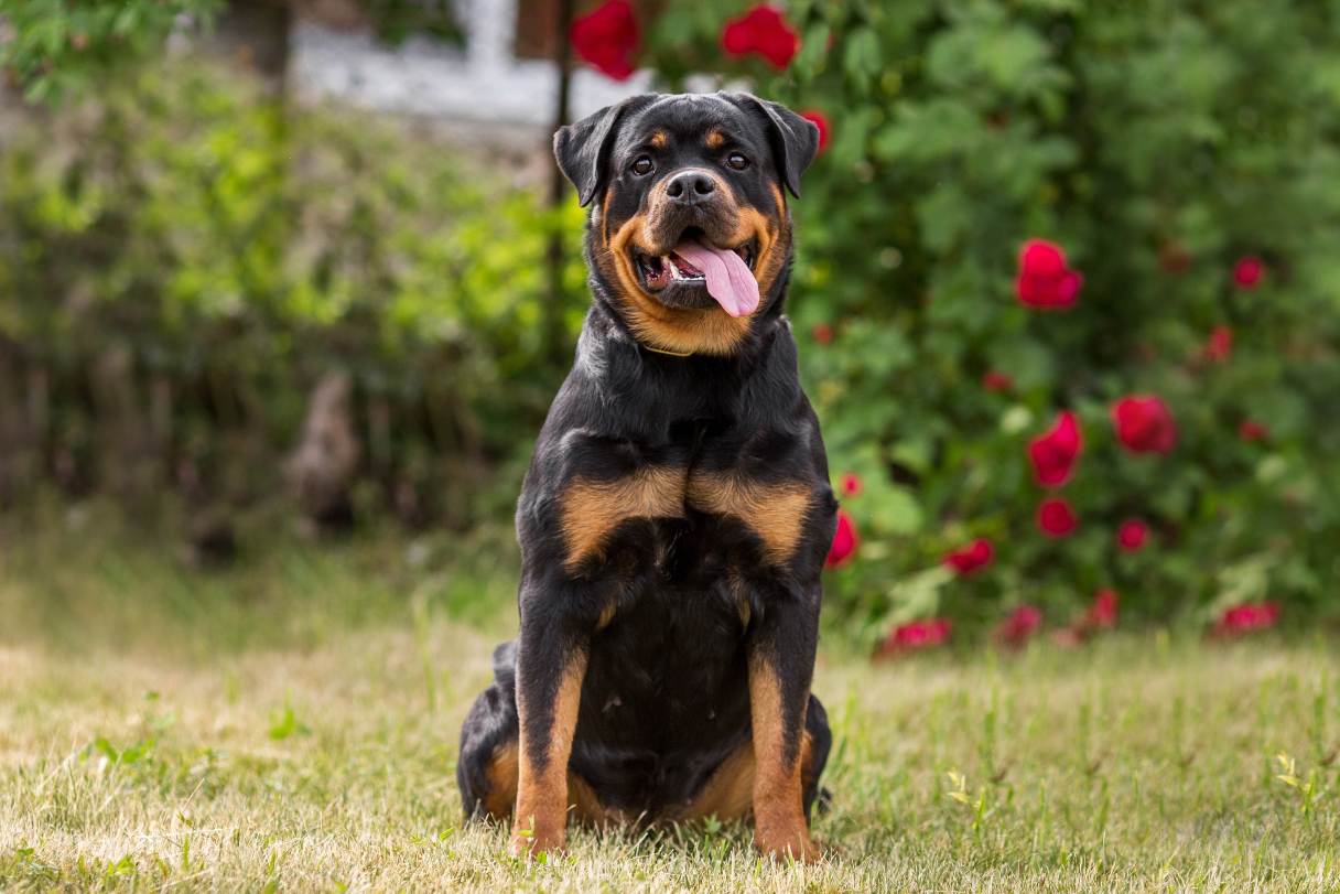 Essential Guide to Breeding Rottweilers: Tips & Best Practices