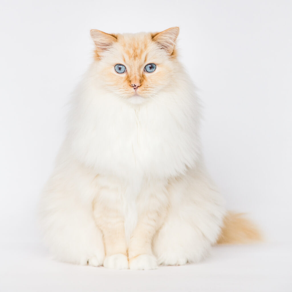 Is a Ragdoll Flame Point Cat Right for You? Find Out Now