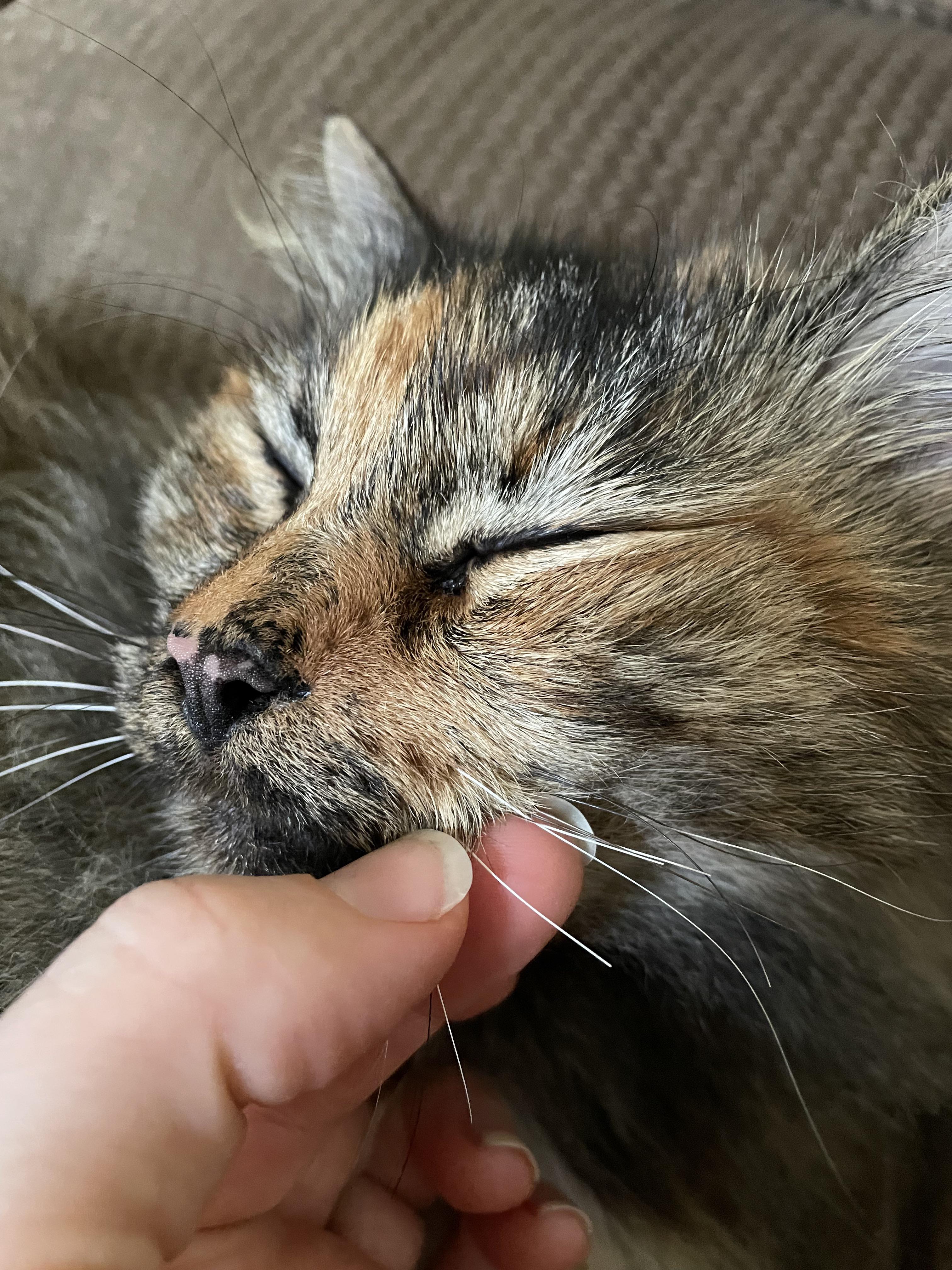 Do Cats Whiskers Grow Back After Being Cut or Broken?