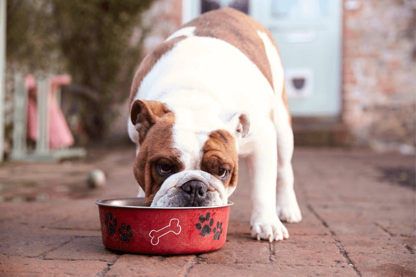 What's the Best Food for Your English Bulldog? Expert Recommendations