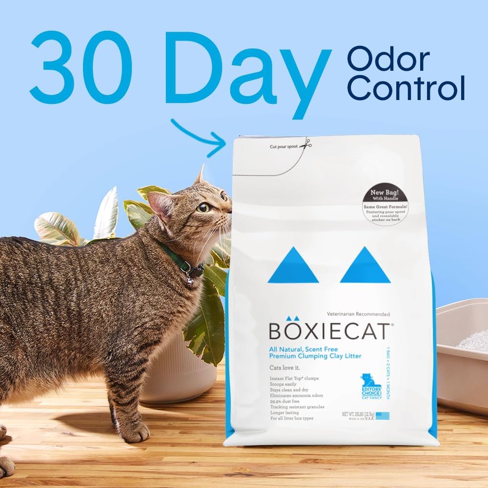 Boxiecat Litter Review: Top Choice for Clumping, Odor-Free Cat Care